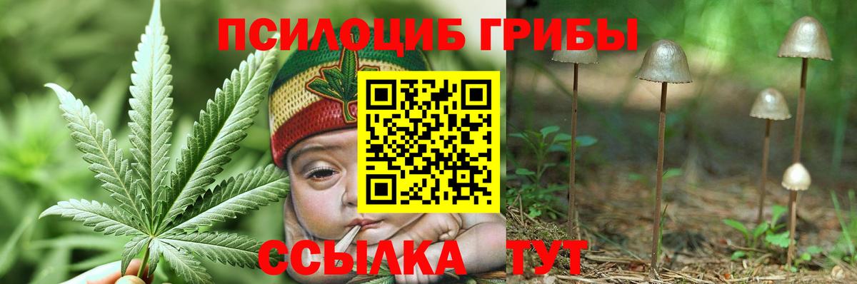 Псилоцибиновые грибы Psilocybe Кувандык